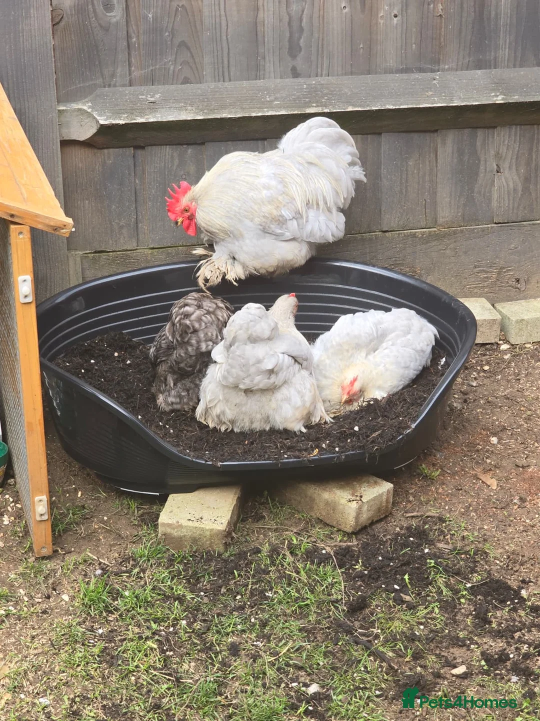Chickens poultry for sale: Bantam, Silkie and seebright chicks - Advert 2