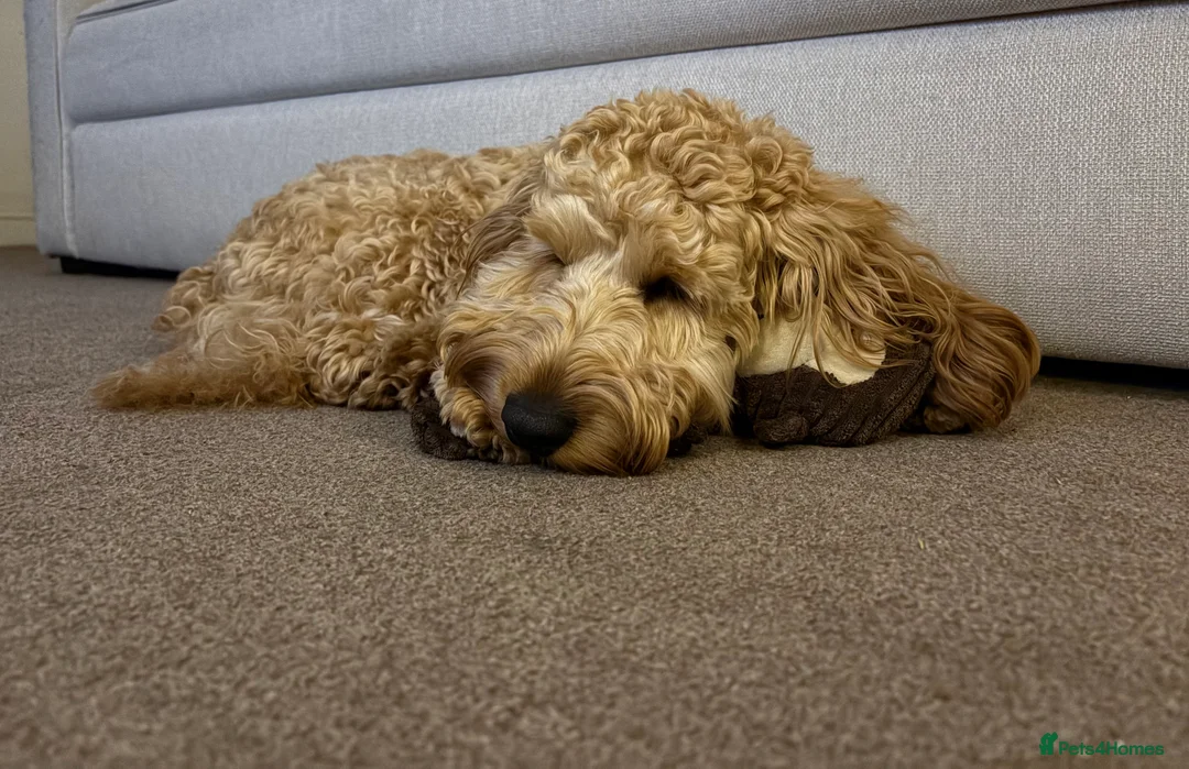 Cockapoo dogs for sale: 1 year old Cockapoo male - Advert 1