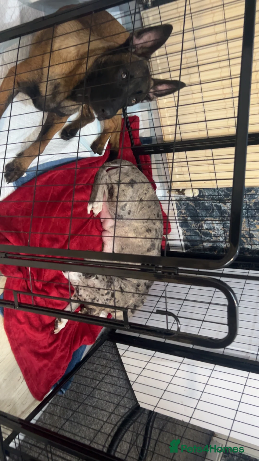 Mixed Breed dogs for sale: Catahoula leopard dog cross with Belgium Malinois  - Advert 6