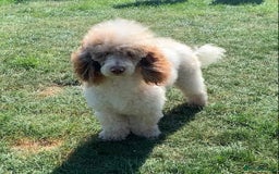 Cockapoo dogs for sale: Cockapoo puppies ready now - Image 3
