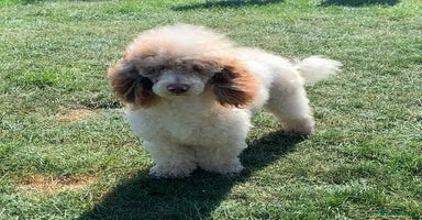 Cockapoo dogs - Advert 13
