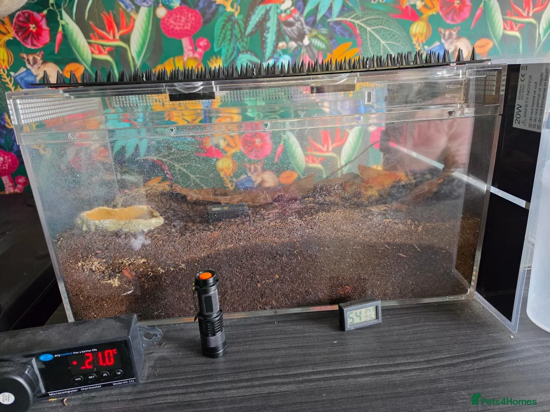 Scorpions invertebrates for sale: Asian Forest Scorpion - Advert 3