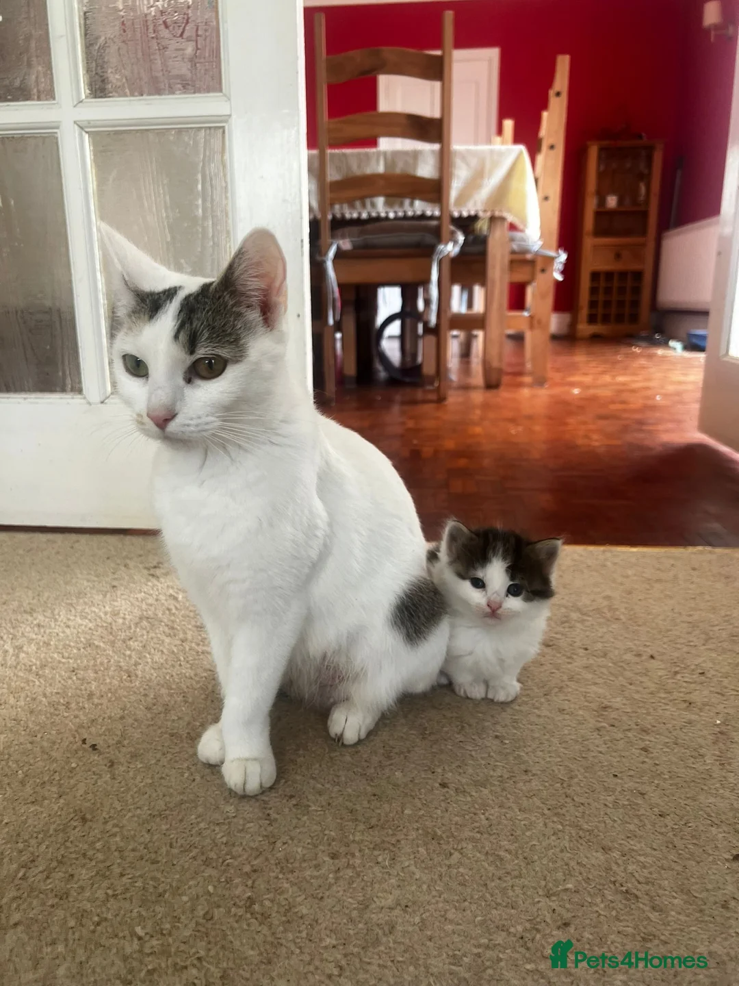 Mixed Breed cats for sale: Kittens for Sale - Chulmleigh Devon - Advert 8