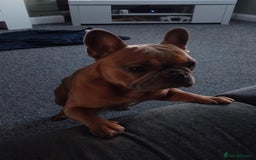 French Bulldog dogs for sale: Frenchie Male age 2.5  - Advert 6