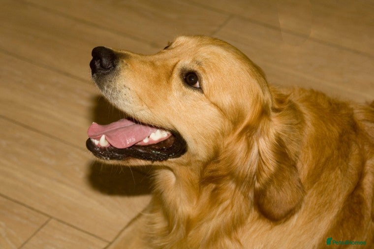 Golden Retriever dogs Proven health tested KC reg golden retriever stud in Merthyr Tydfil - Advert 3