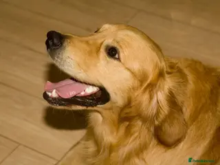 Golden Retriever dogs Proven health tested KC reg golden retriever stud in Merthyr Tydfil - Advert 2