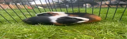 Guinea Pig rodents for sale: Hawk & Panda  - Advert 2