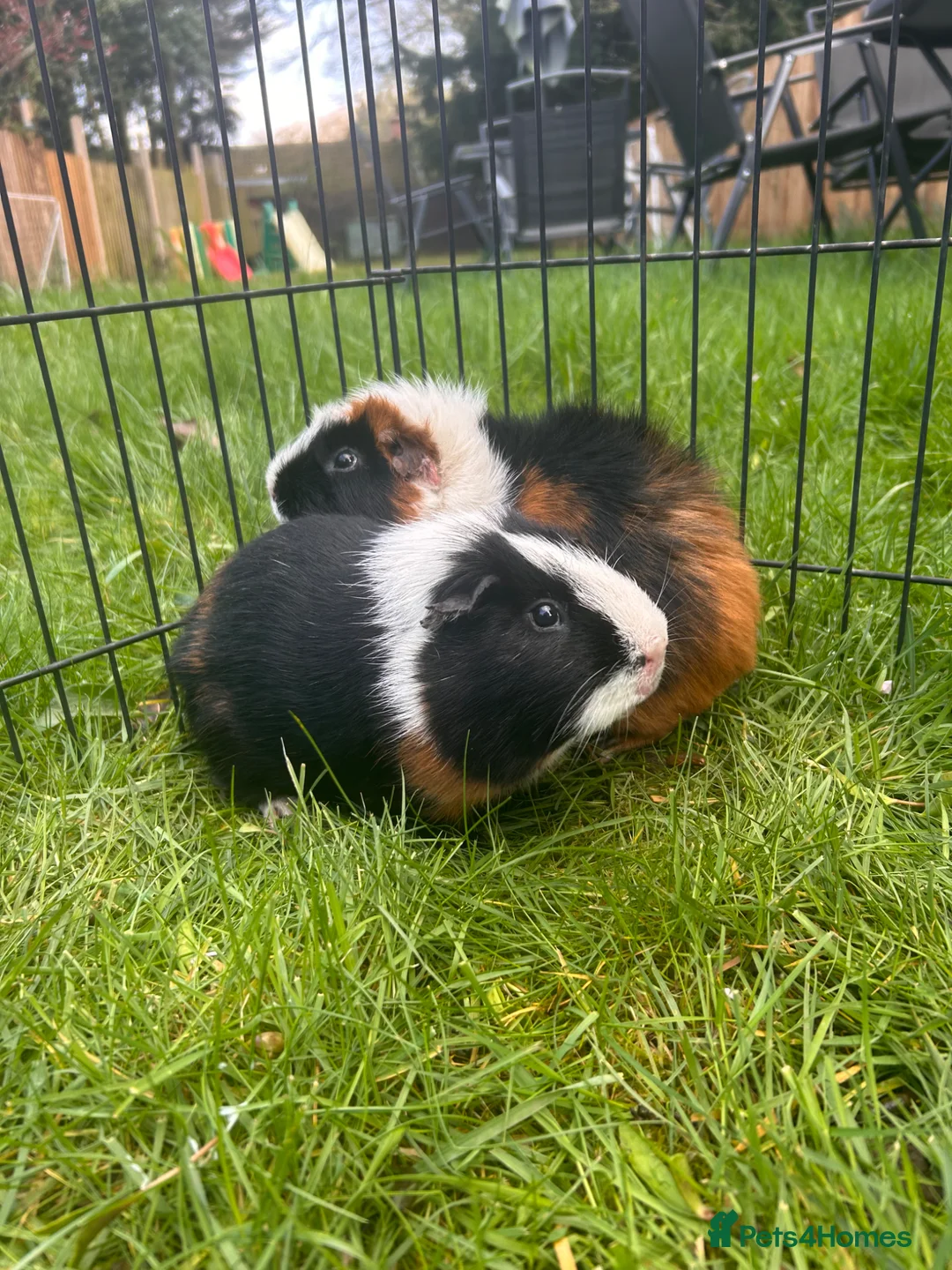 Guinea Pig rodents for sale: Hawk & Panda  - Advert 2