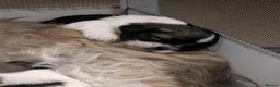 Shih Tzu dogs for sale: Shih Tzu puppys in Woodbridge - Advert 14