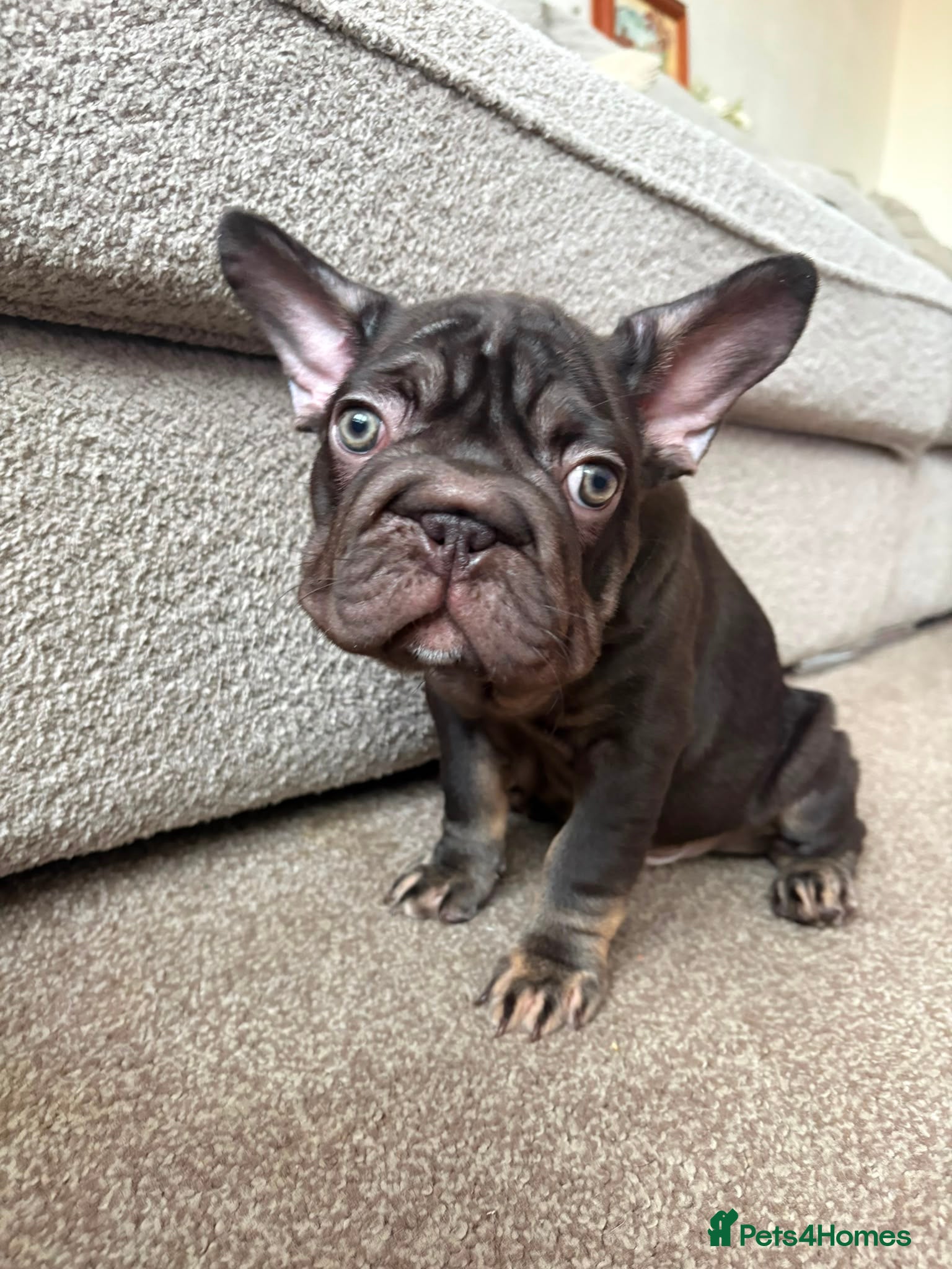 French Bulldog dogs ❤️2nd vaccine done!! !READY TO LEAVE Frenchie ❤️ - Advert 1