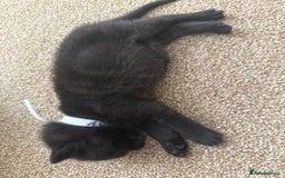 Mixed Breed cats for sale: 5 beautiful, playful kittens for sale  - Image 9