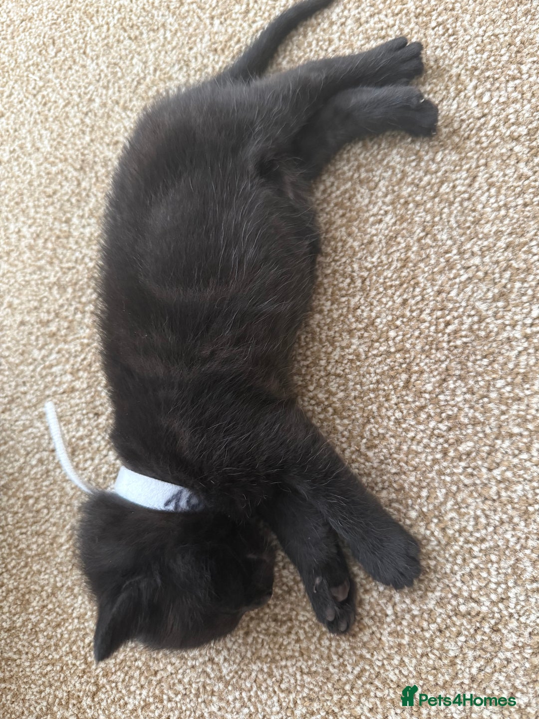Mixed Breed cats for sale: 5 beautiful, playful kittens for sale  - Image 9