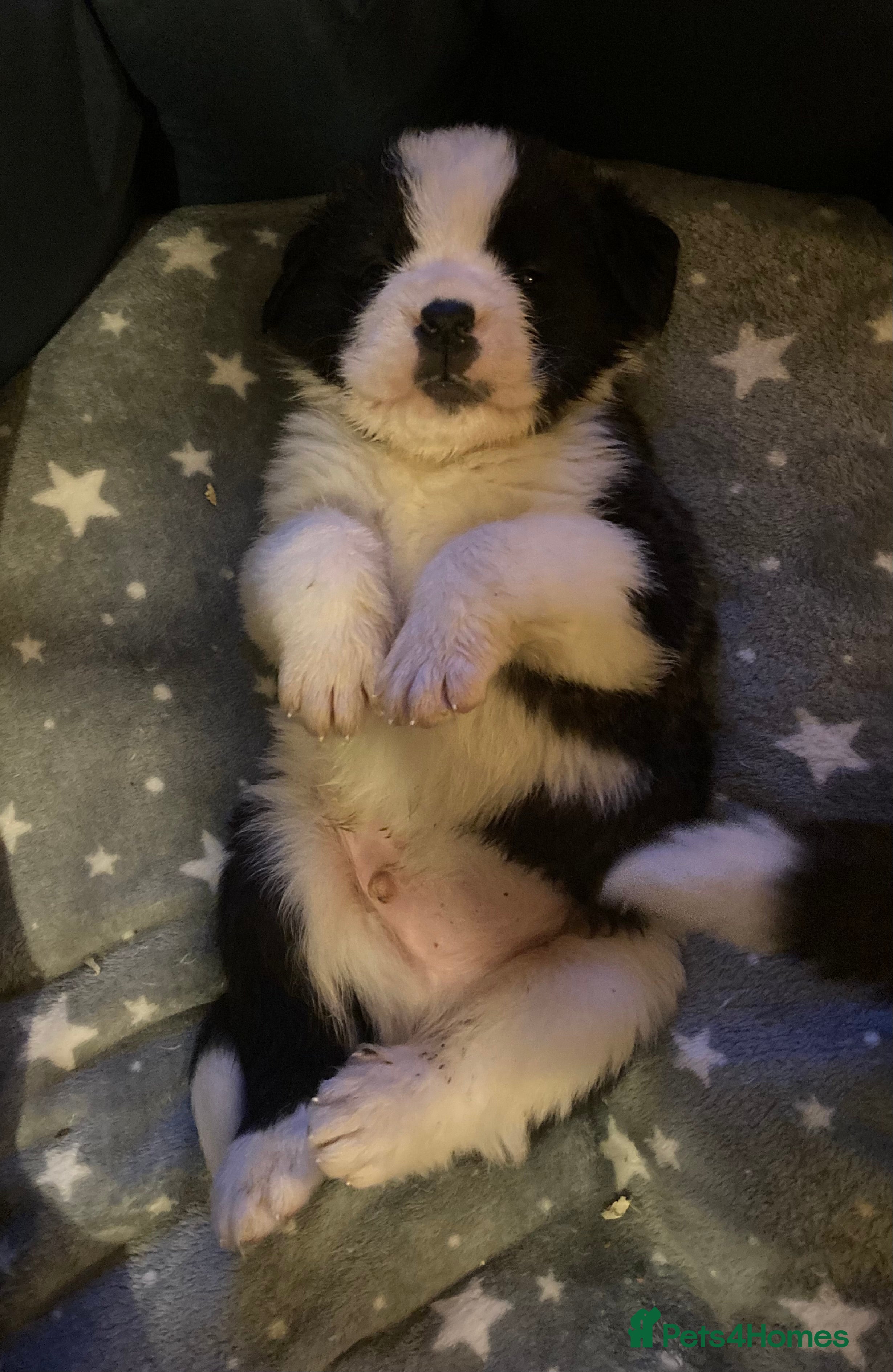 Saint Bernard dogs Saint pups from HIP & ELBOW tested parents  - Advert 6