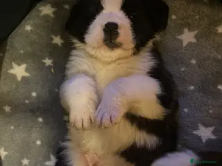 Saint Bernard dogs Saint pups from HIP & ELBOW tested parents - Advert 6