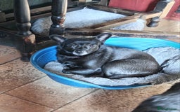Mixed Breed dogs for sale: CHIHUAHUA CROSS GIRL 2 YEARS OLD  - Image 2