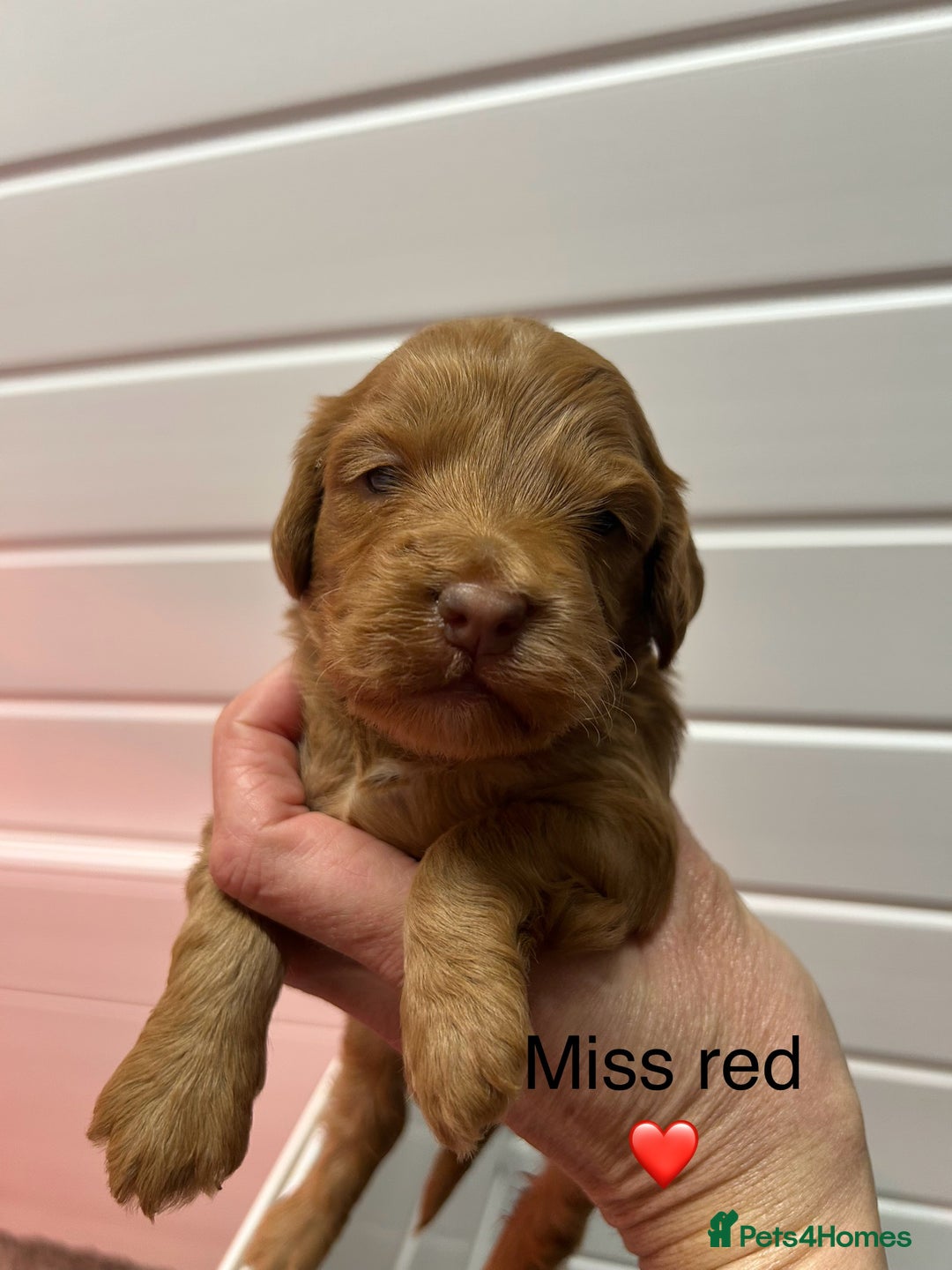 Cockapoo dogs for sale: F1 TOY SHOW TYPE DNA 🧬 CLEAR COCKAPOO BABIES 🧸 - Advert 8