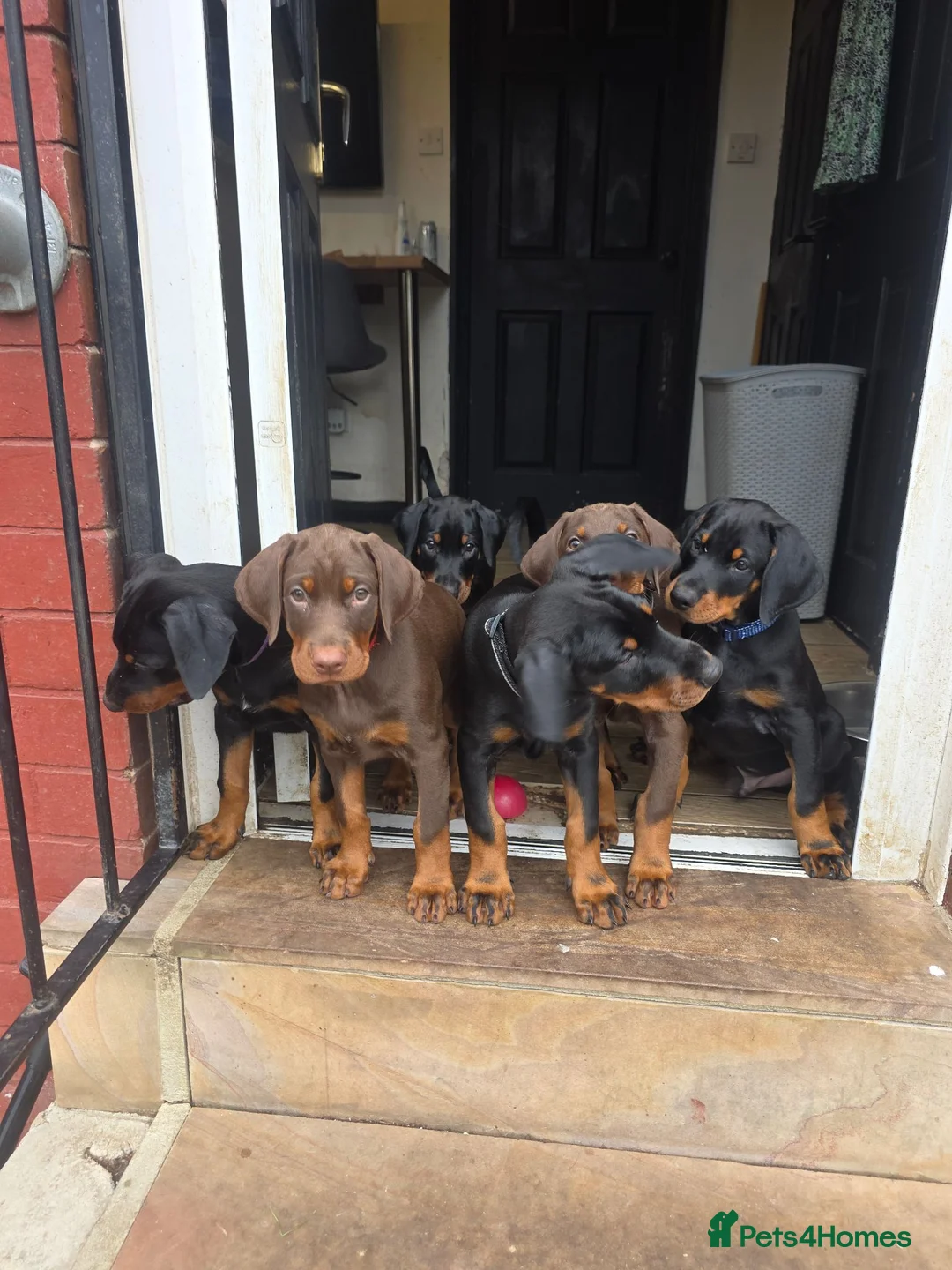 Dobermann dogs for sale: Ready to leave, 8 week old Pedigree Doberman Pup - Advert 1