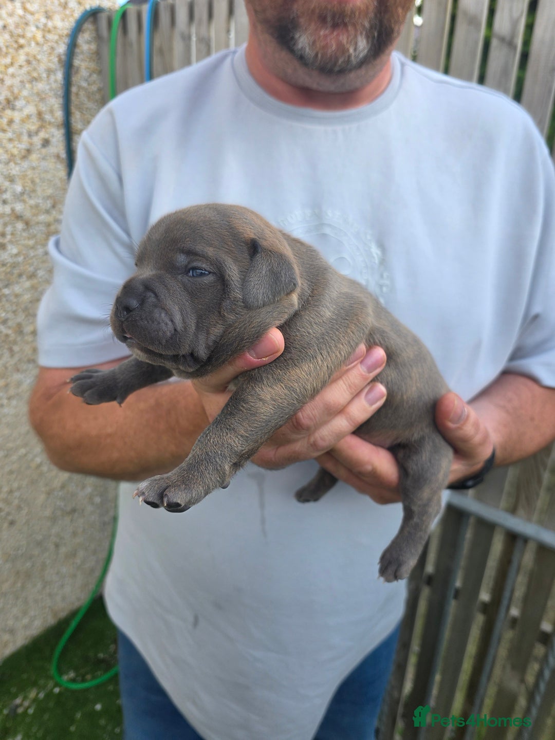 Staffordshire Bull Terrier dogs for sale: Stunning KC Staffs Very Unique colours - Image 5