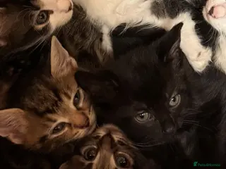 Mixed Breed cats Beautiful kittens - Advert 14