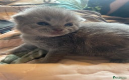 British Shorthair cats for sale: 5 kittens mixed litter 9 weeks old, ready now!  - Image 9
