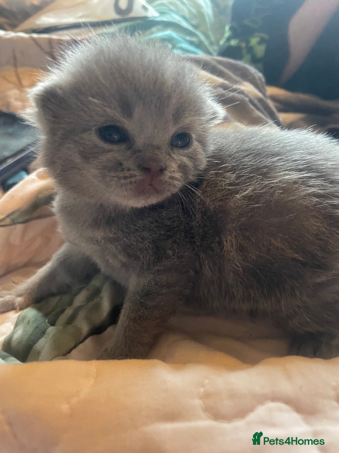 British Shorthair cats for sale: 5 kittens mixed litter 9 weeks old, ready now!  - Image 9