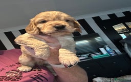 Cocker Spaniel dogs for sale: Stunning cocker spaniel puppy’s  - Image 9