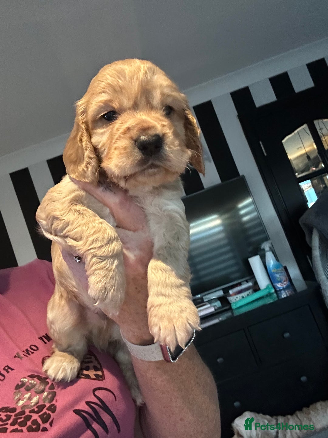 Cocker Spaniel dogs for sale: Stunning cocker spaniel puppy’s  - Image 9