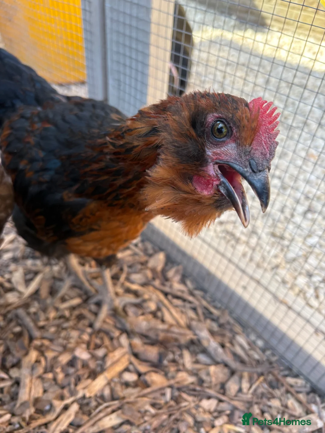 Chickens poultry for sale: Young cockerel - Advert 2