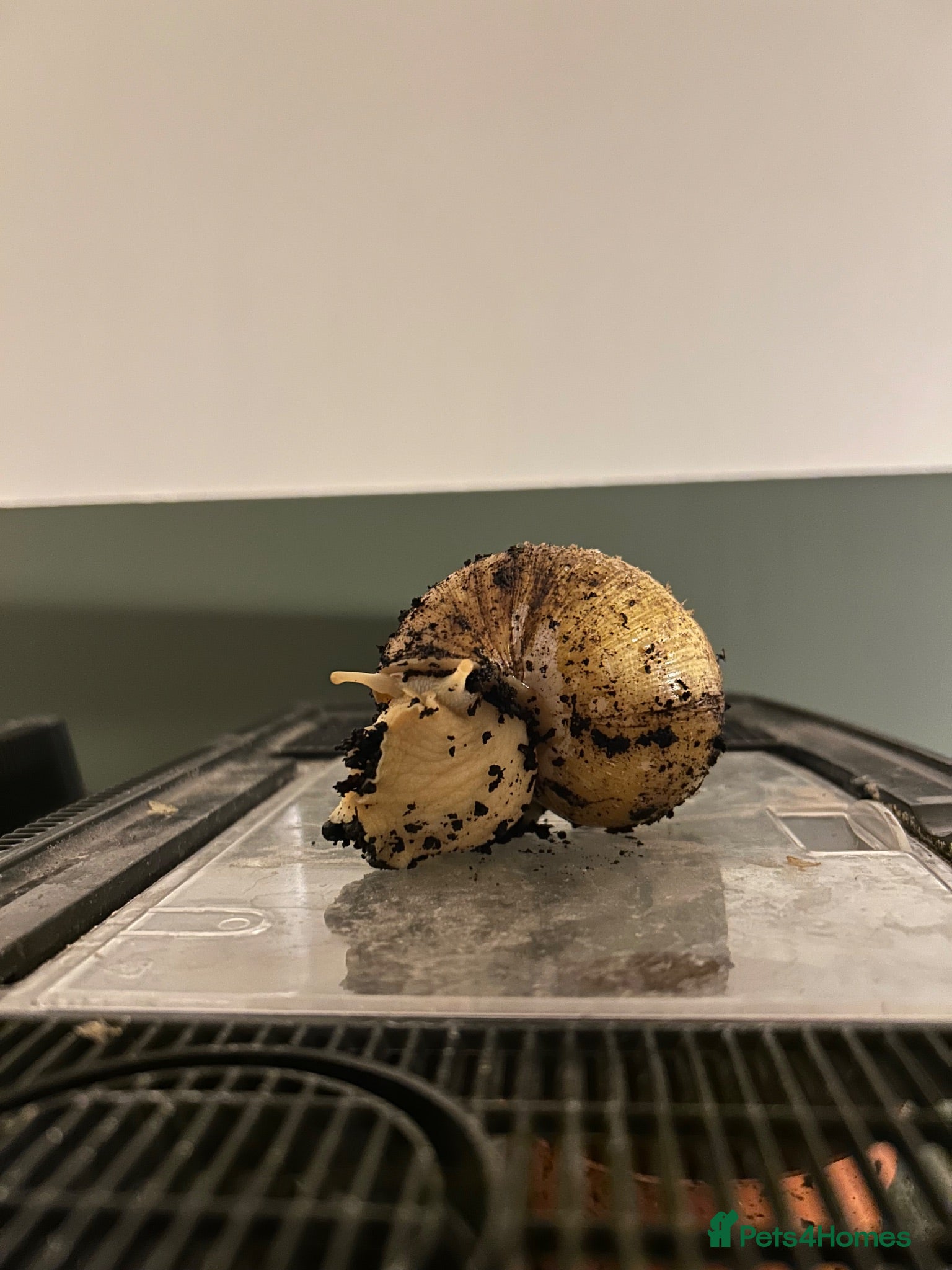 Snails invertebrates Albino Giant African Land Snail - Advert 16