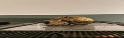 Snails invertebrates for sale: Giant African Land Snails in Derby - Advert 3