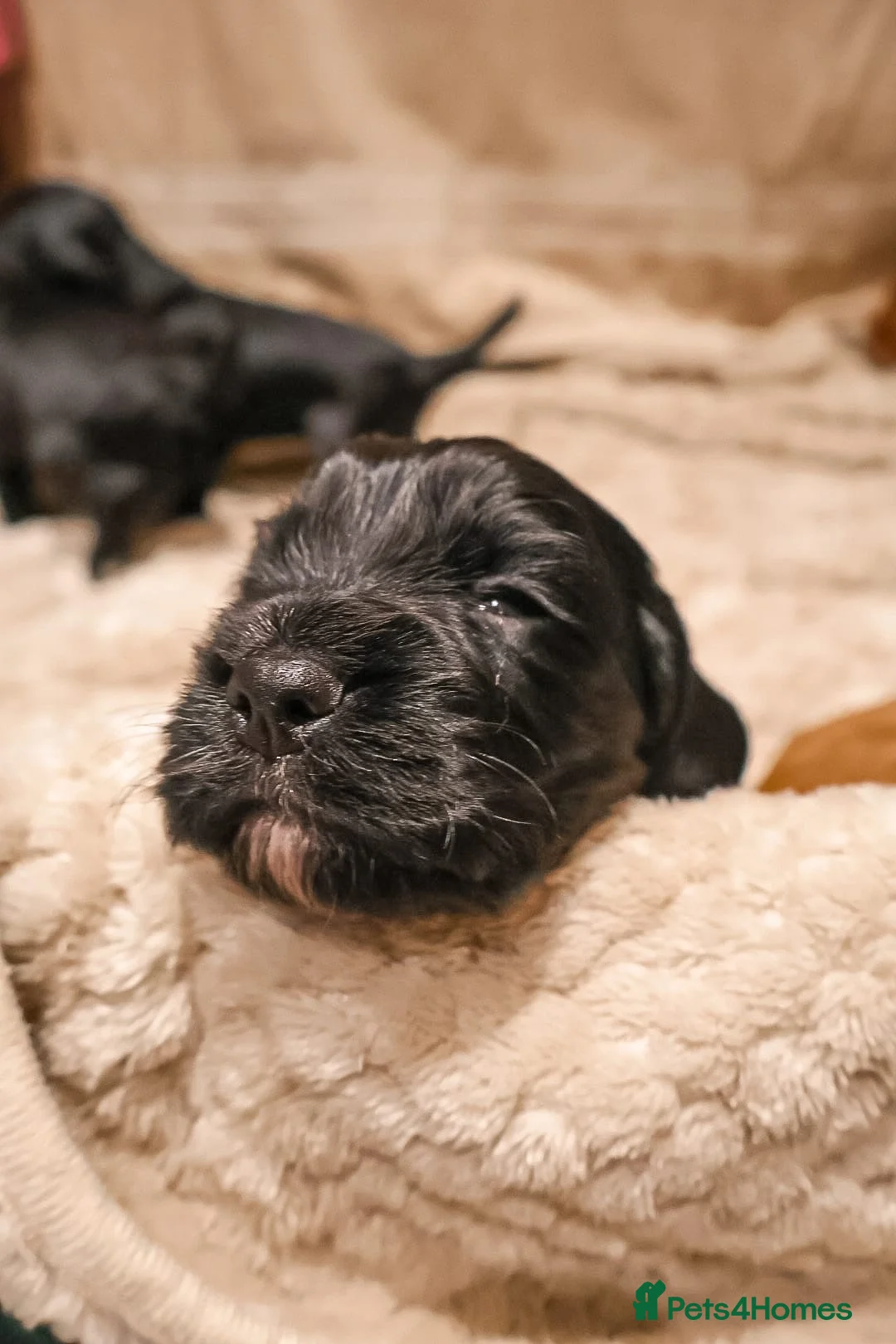 Cocker Spaniel dogs for sale: Cocker Spaniel Puppies - Advert 31