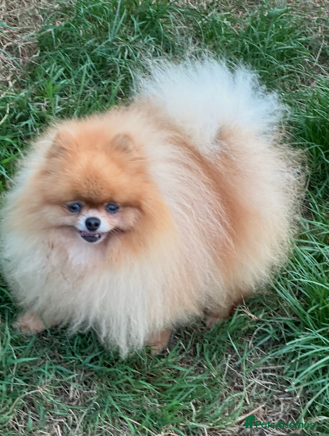 Pomeranian dogs for sale: KC Registered Pomeranian Puppies - Advert 22