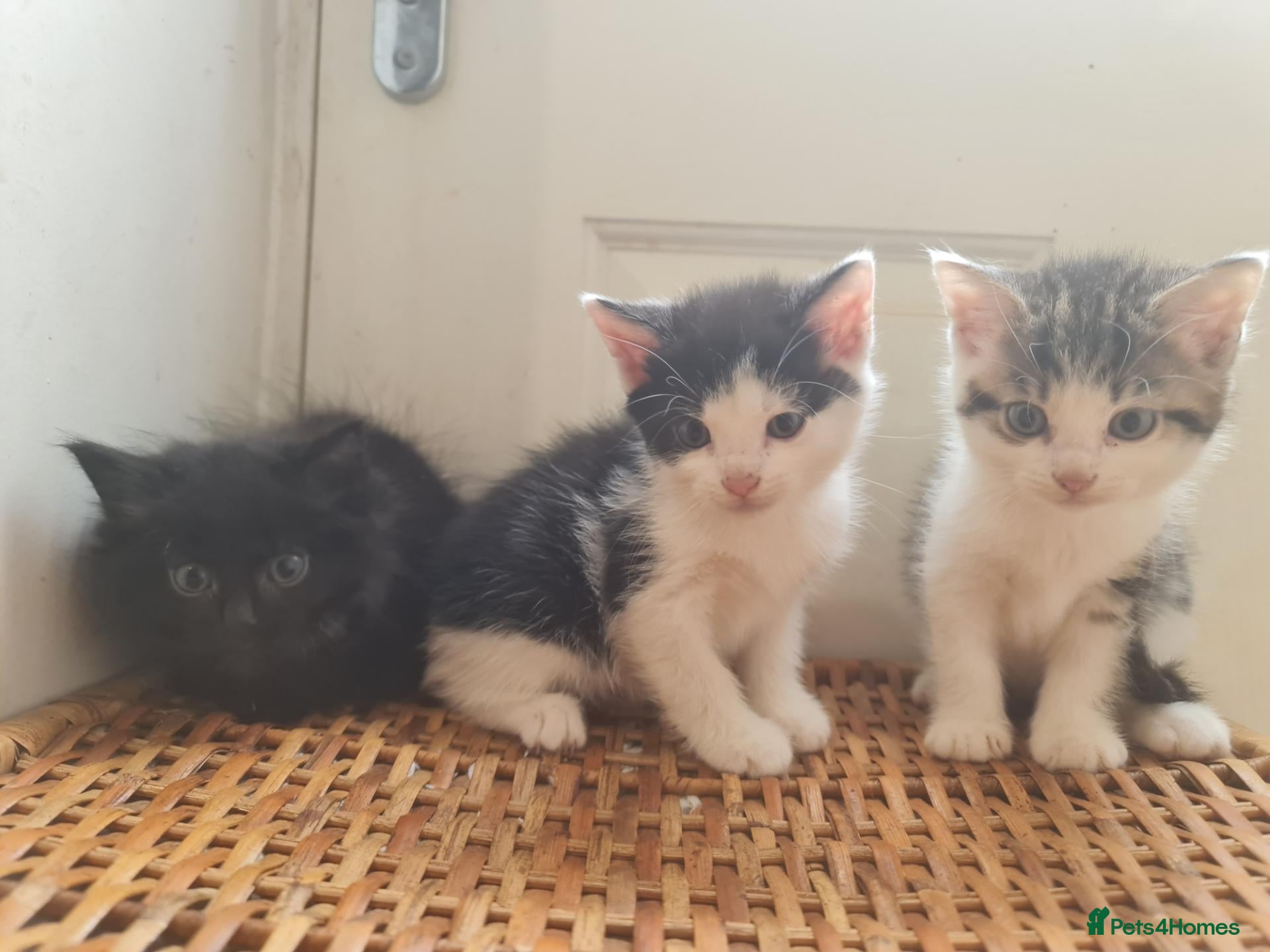 Mixed Breed cats 5 kittens for sale  - Advert 2