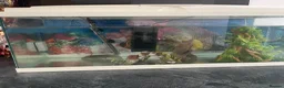 Axolotl reptiles for sale: Axolotl + Complete Setup For Sale (9 Months Old) - Advert 6