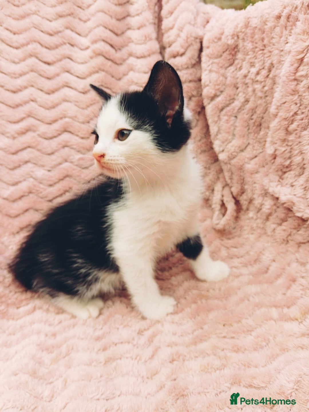 British Longhair cats for sale: 4 Beautiful Kittens - Image 3