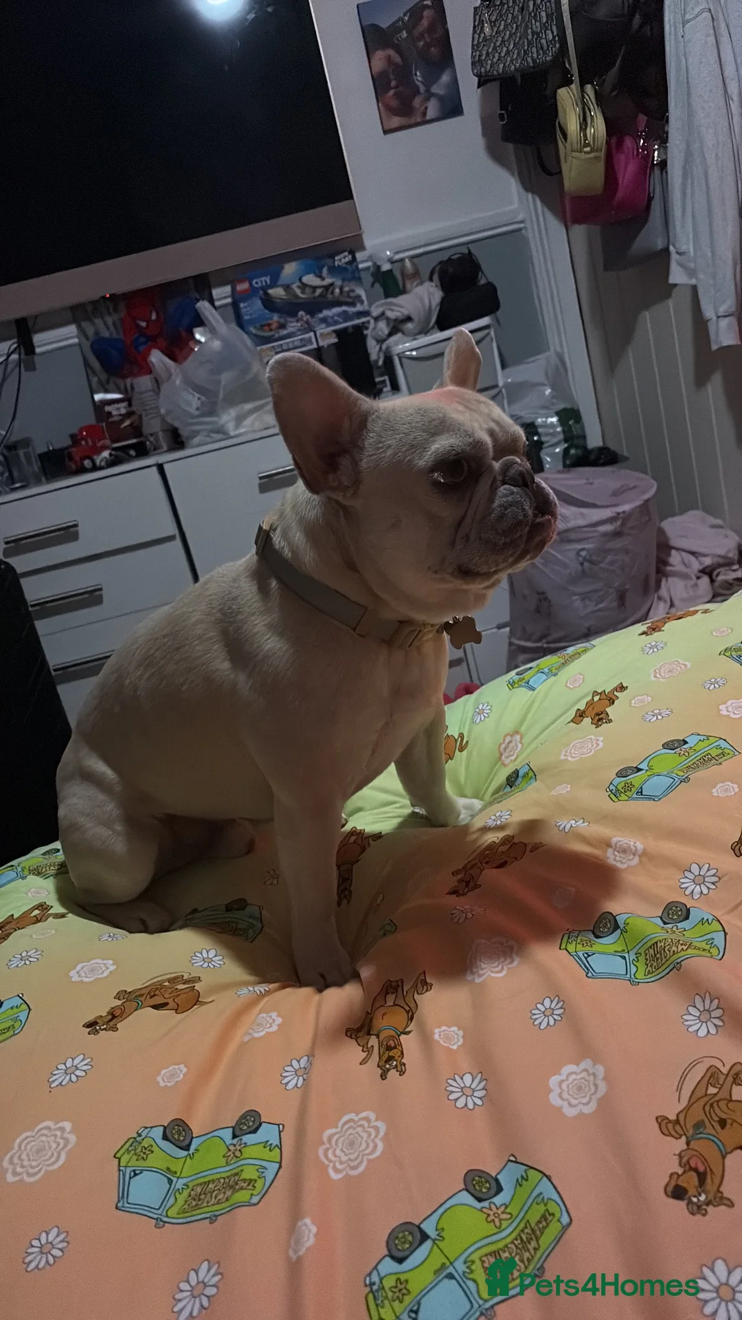 French Bulldog dogs for sale: French bulldog  - Advert 2