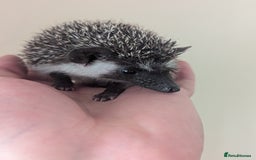 Pygmy Hedgehog rodents for sale: Pygmy Hedgehog Babies (one boy left) - Image 9