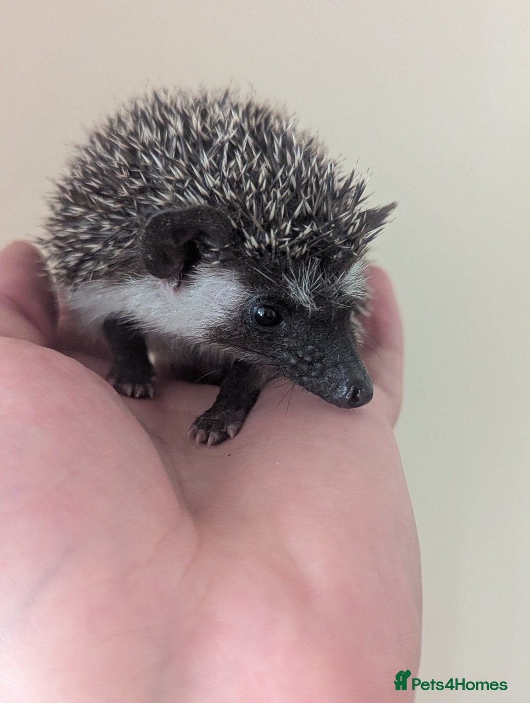 Pygmy Hedgehog rodents for sale: Pygmy Hedgehog Babies (one boy left) - Image 9