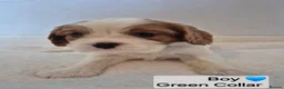 Cavalier King Charles Spaniel dogs for sale: Cavalier King Charles Spaniel Puppies  - Advert 6