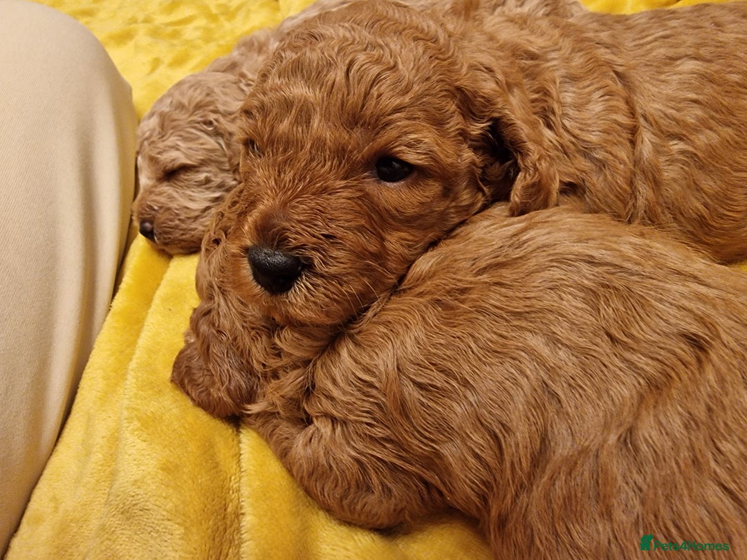Cavapoochon dogs for sale: F1b Cavapoochon Puppies – 3 Boys Ready to Reserve - Image 17