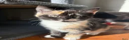 Mixed Breed cats for sale: Ready now. Beautiful litter of kittens  - Advert 3