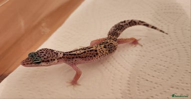 Leopard Gecko reptiles - Advert 3