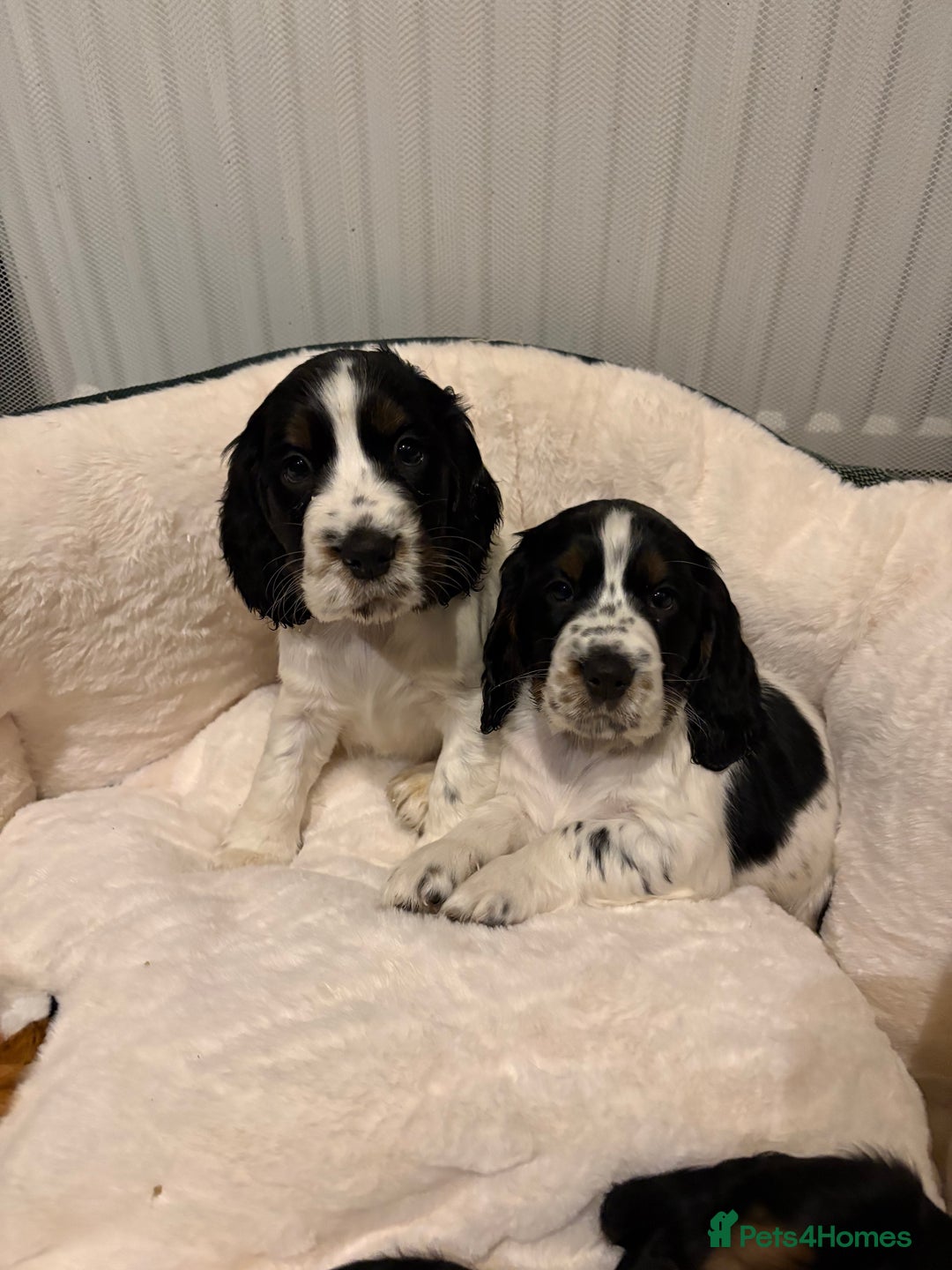 Cocker Spaniel dogs for sale: Stunning show cocker puppies  - Advert 6