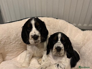 Cocker Spaniel dogs Stunning show cocker puppies - Advert 14