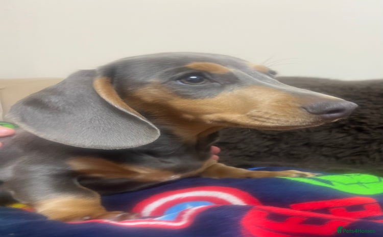 Miniature Dachshund dogs - Advert 7