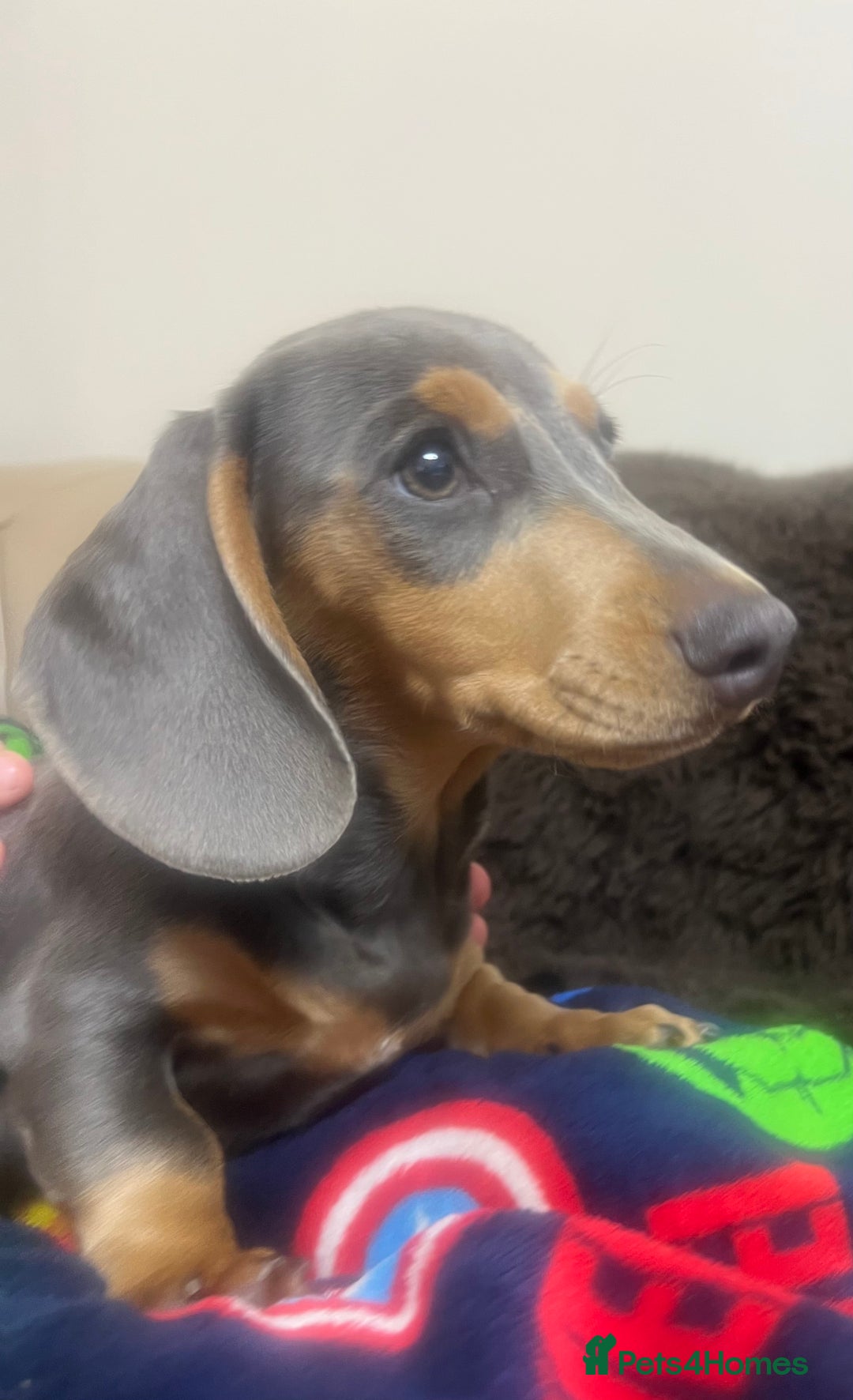 Miniature Dachshund dogs for sale: Miniature dachshunds - Image 1