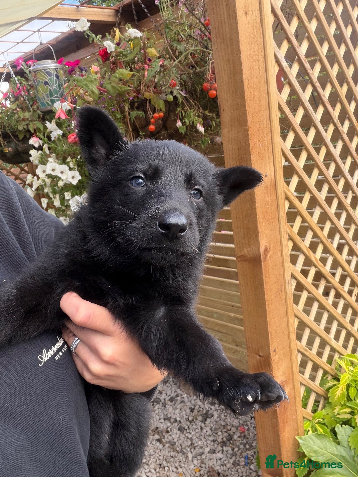 German Shepherd dogs Working line Czech shepherd puppies  - Advert 1