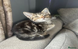 Domestic Shorthair cats for sale: 4 kittens ready to leave now - Image 1