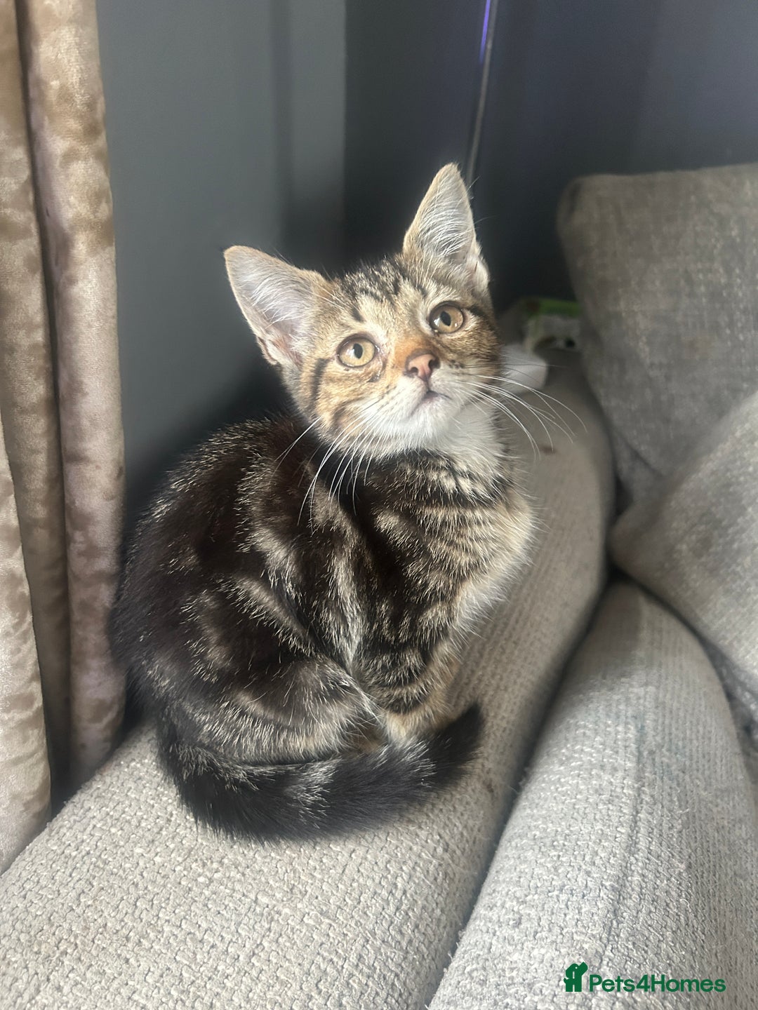 Domestic Shorthair cats for sale: 4 kittens ready to leave now - Image 1