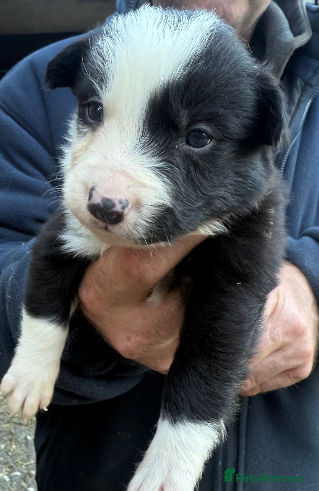Border Collie dogs for sale: Border collie pups  - Image 1